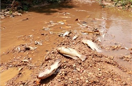 Vụ cá chết ở khe Rào Trường: Nhiều chỉ tiêu nước thải từ trang trại nuôi lợn vượt quy chuẩn