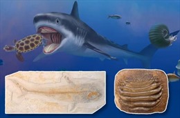 Hóa thạch Ptychodus hé lộ &#39;chúa tể đại dương&#39; thời tiền sử