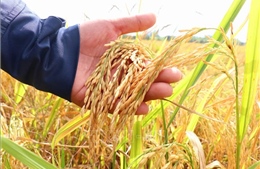 Năm 2030, Cần Thơ dự kiến có 48.000 ha lúa chất lượng cao