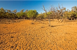 LHQ: 1/2 diện tích đất đồng cỏ tự nhiên trên thế giới suy thoái do khai thác 