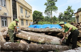 Thái Nguyên: Võ Nhai bảo vệ rừng từ gốc
