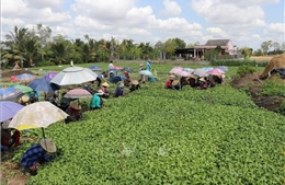 Thành công nhờ chủ động ứng phó hạn mặn từ sớm