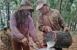 Nông dân phấn khởi khi &#39;vàng trắng&#39; tăng giá