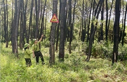 &#39;Kích hoạt&#39; nhiều phương án phòng, chống cháy rừng trên dãy Hồng Lĩnh