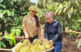 Tăng hiệu quả kinh tế từ trồng sầu riêng theo tiêu chuẩn VietGAP