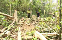 Phát hiện nhiều sai phạm về tài chính ở công ty lâm nghiệp thường xuyên để mất rừng