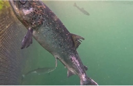 Biến đổi khí hậu: Ngành nuôi cá hồi Scotland thiệt hại nặng nề