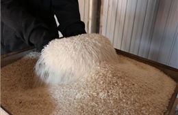 Thị trường nông sản: Thêm thuận lợi cho gạo Việt