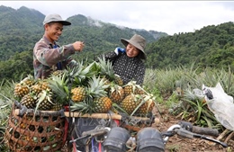 Người dân vùng biên thoát nghèo nhờ dứa mật