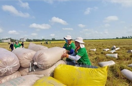 Giá gạo xuất khẩu giảm nhẹ