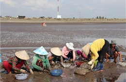 Nâng giá trị cho nghêu thương phẩm