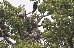 Bảo vệ đàn chim cổ rắn quý hiếm đến sinh sản tại Khu du lịch Bửu Long (Đồng Nai)