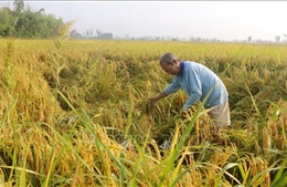 Sóc Trăng: Thu hoạch lúa Hè Thu đầu vụ gặp khó do mưa dông