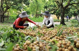 &#39;Thủ phủ&#39; nhãn lồng nhân rộng các giống nhãn đặc sản quý