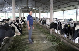 Chưa xác định được nguyên nhân gây bệnh tiêu chảy trên đàn bò sữa