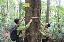 Nhân giống, phát triển 3 loài cây quý tại Khu bảo tồn thiên nhiên Xuân Liên