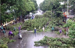 Trên 25.000 cây xanh ở Hà Nội gãy đổ do bão số 3