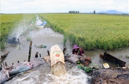 Chủ động ứng phó với ngập lũ nội đồng