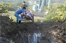 Ngăn chặn, xử lý khẩn cấp dịch tả lợn châu Phi