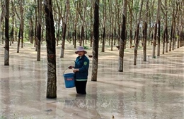 Hàng chục ha cây trồng bị ngập úng do triều cường tại Bình Dương