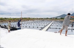 Giá muối không đủ bù chi phí khiến diêm dân &#39;lao đao&#39;