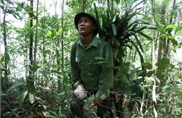 Đưa lan về rừng