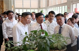 Phát triển trung tâm công nghiệp dược liệu với Sâm Ngọc Linh là cây chủ lực