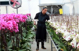 Kim ngạch xuất khẩu hoa vượt mốc 100 triệu USD