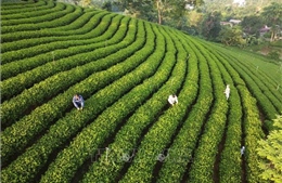 Giải pháp hút nguồn nhân lực cao cho hợp tác xã