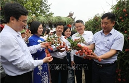 Mở vườn thu hoạch, xúc tiến thương mại vải thiều Thanh Hà năm 2025