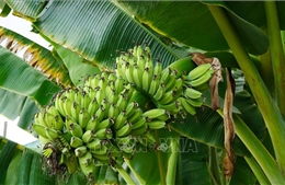 Biến phế phẩm từ cây chuối U Minh Thượng thành đồ mỹ nghệ