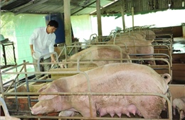 Đầu tư chăn nuôi quy mô lớn theo mô hình trang trại khép kín