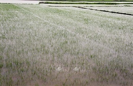 Bão số 1: Hơn 18.770 ha lúa và hoa màu tại Quảng Bình bị ngập
