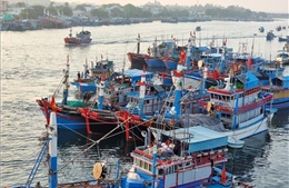 Ngư dân vươn khơi với kỳ vọng vụ cá Nam có sản lượng cao