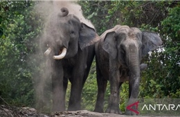 Indonesia: Cấp thẻ căn cước cho voi để nâng cao ý thức bảo tồn