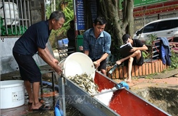 Thả trên 10 triệu con cá giống tạo nguồn thủy sản cho hồ Thác Bà