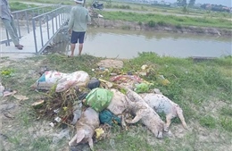 Thanh Hóa: Cần sớm ngăn chặn việc tự ý vứt xác lợn chết trên các tuyến kênh