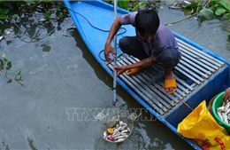 Cá chết trắng trên rạch Tây Ninh
