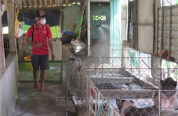 Dịch tả lợn châu Phi bùng phát rộng, tỉnh Quảng Ngãi khẩn trương ứng phó