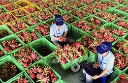 Thủ tướng chỉ đạo gỡ vướng cho thanh long, hồ tiêu xuất khẩu
