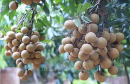 Bảo tồn và nhân rộng giống nhãn đặc sản ở Hưng Yên