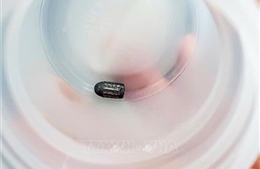 Xác định đối tượng dùng súng bắn chim khiến đạn lạc trúng đầu người phụ nữ