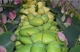 Xây dựng thương hiệu xoài xuất khẩu trên nền tảng chỉ dẫn địa lý
