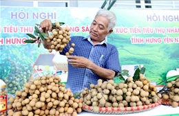 Đưa thương hiệu nhãn Hưng Yên vươn thị trường xuất khẩu