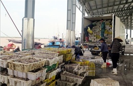 Khẩn trương đánh giá tình trạng cầu nằm trong vùng ảnh hưởng bão số 5
