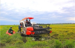Ứng phó bão số 5: Nông dân Quảng Trị khẩn trương gặt lúa &#39;chạy&#39; bão