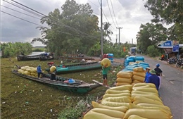 Cà Mau hỗ trợ nông dân tiêu thụ vụ lúa Hè Thu