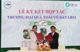 Ký kết hợp tác thương mại hóa giống xoài Cát Lộc Phát