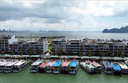 Ứng phó bão số 10: Quảng Ninh dừng cấp phép tàu