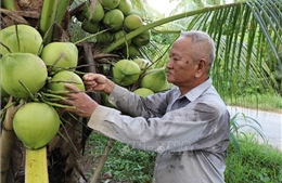 Chuyển từ trồng lúa kém hiệu quả sang dừa lãi cao gấp 3 lần